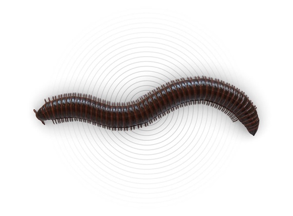 Top-view illustration of a millipede.