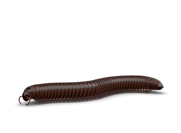 Ilustración lateral de un milpiés.