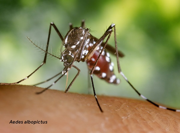 Close-up of an Aedes albopictus (mosquito) on human skin.