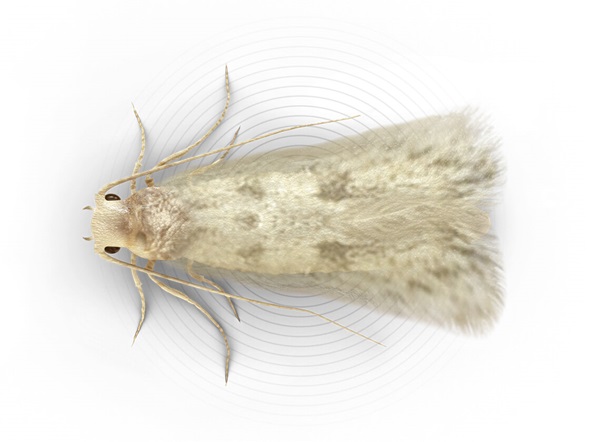 Top-view illustration of a clothes moth.