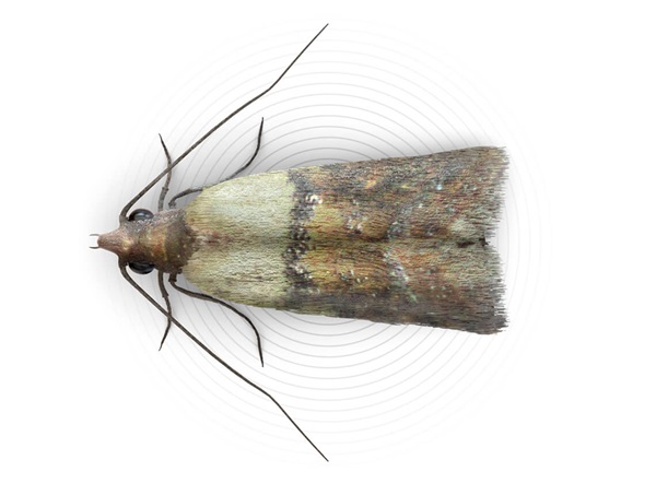 Top-view illustration of a food moth.