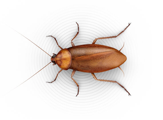 Ilustración superior de una cucaracha grande.