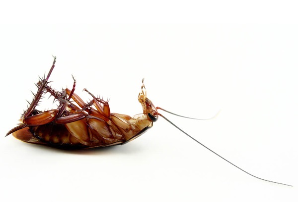 Image of a dead large roach.