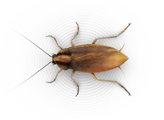 Ilustración superior de una cucaracha pequeña.
