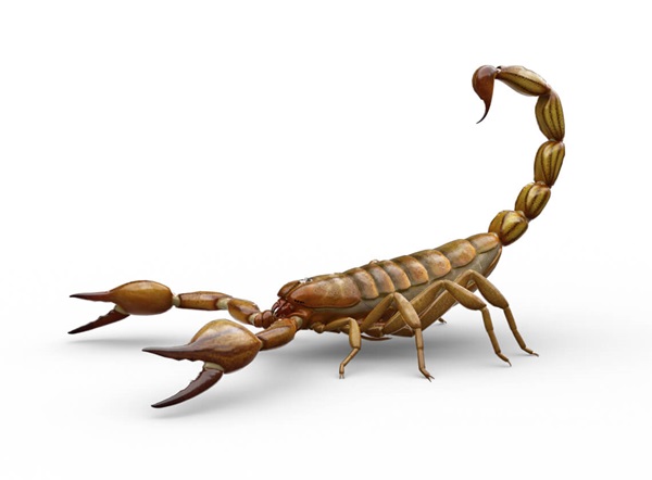 Ilustración lateral de un escorpión.