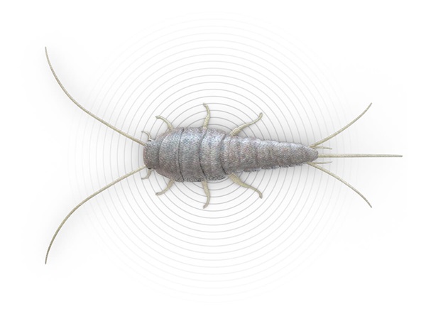 Top-view illustration of a silverfish.