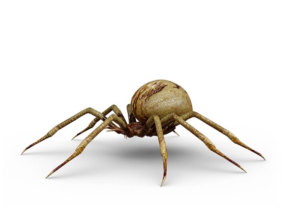 Ilustración lateral de una araña.