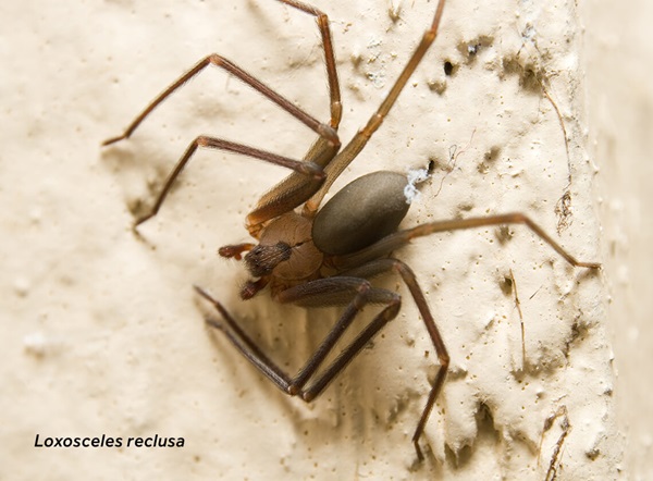 Imagen en primer plano de una araña reclusa parda (Loxosceles reclusa).