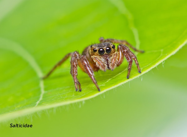 Imagen en primer plano de una araña saltarina (Salticidae).