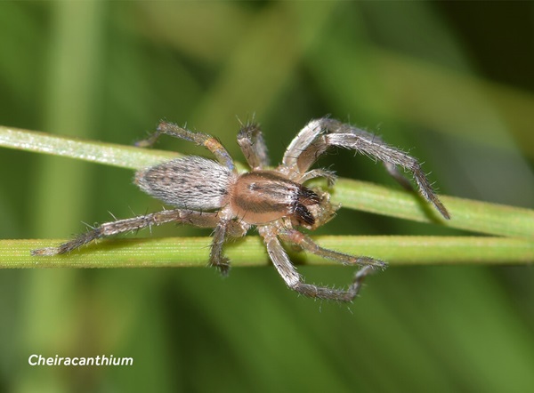 Imagen en primer plano de una araña de saco amarillo (Cheiracanthium).