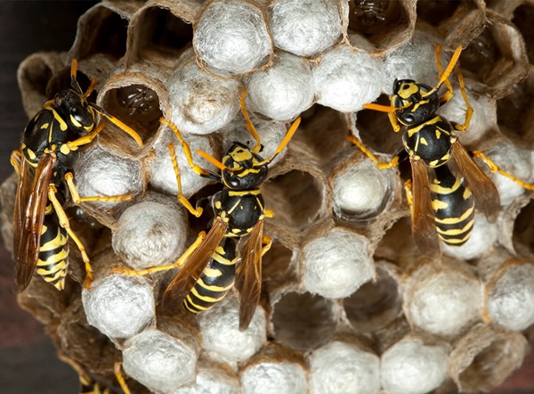 Close up of wasps on cells within a wasp nest.