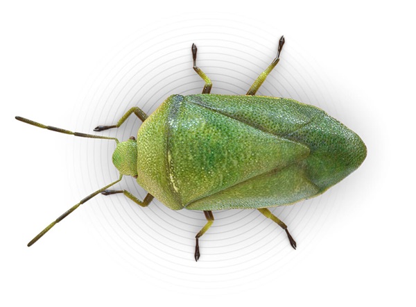 Top-view illustration of a stink bug.