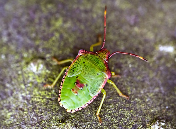 A top-view of a stink bug crawling outdoors.