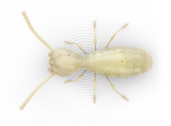 Top-view illustration of a termite.