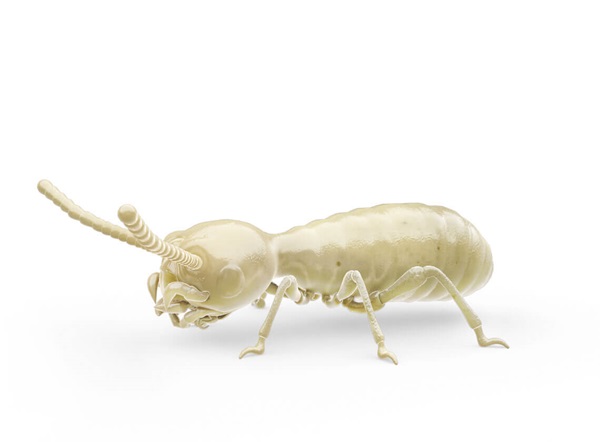 Ilustración lateral de una termita.