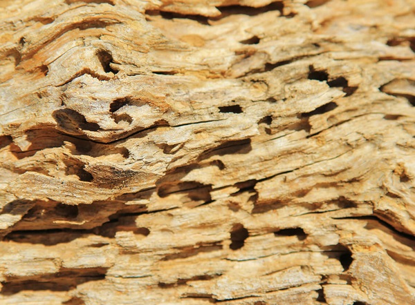 Un pedazo de madera destruido por las termitas.