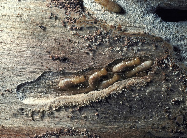 Several termites crawling along a piece of wood.