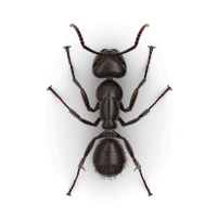 ant-carpenter-large