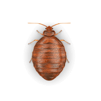 bed-bug-large