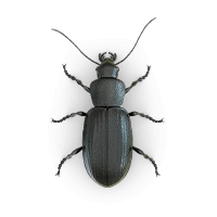 beetles-large