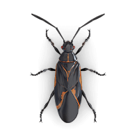 Boxelder bug illustration