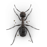 Mound ant illustration