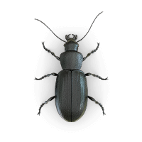 Ilustración de un escarabajo