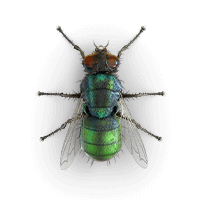 Outdoor Filth Fly illustration