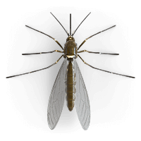 Ilustración de un mosquito