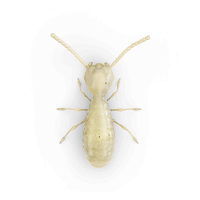 Ilustración de una termita