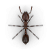 Ilustración de una hormiga roja