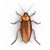 Ilustración de una cucaracha grande
