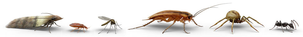 Side view of various bug illustrations: moth, bed bug, mosquito, roach, spider and ant.